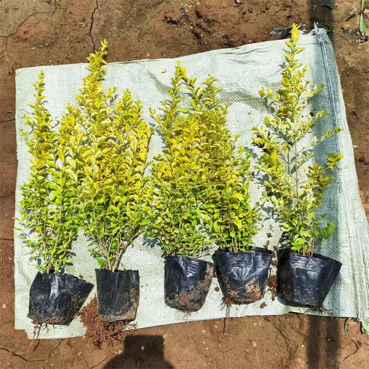 亮晶女貞杯苗容器苗球造型樹(shù)