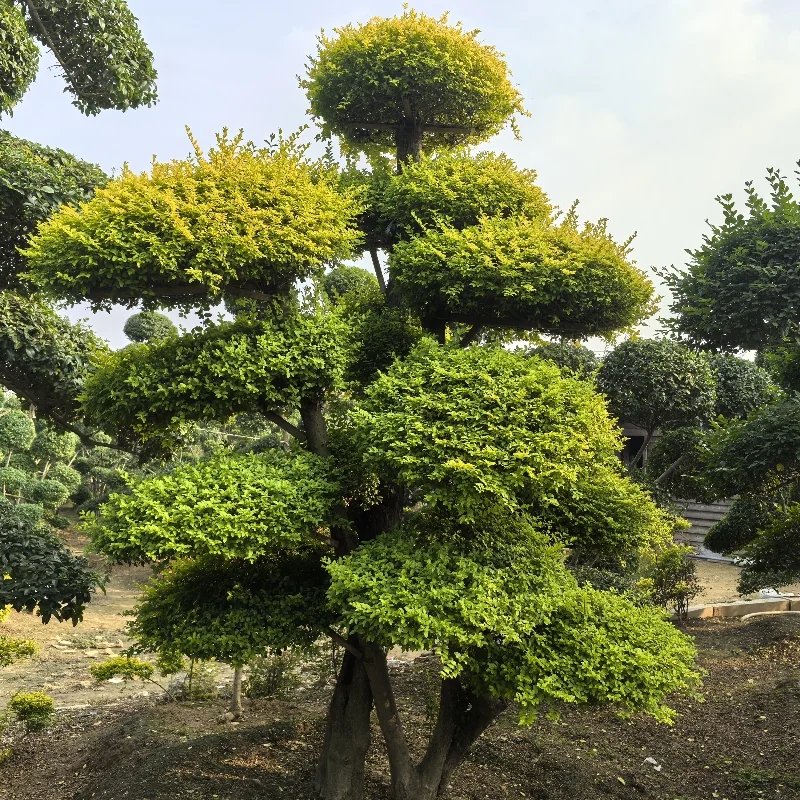 亮晶女貞杯苗容器苗球造型樹(shù)