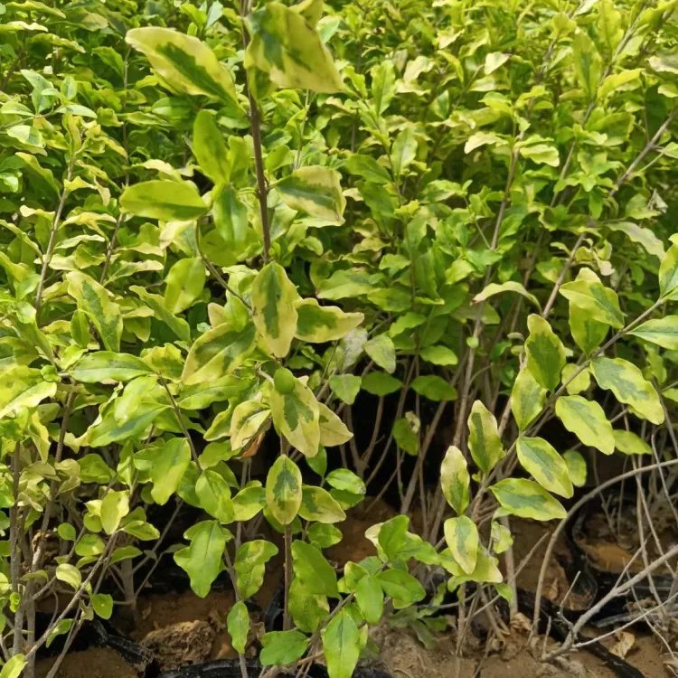 亮晶女貞杯苗容器苗球造型樹(shù)