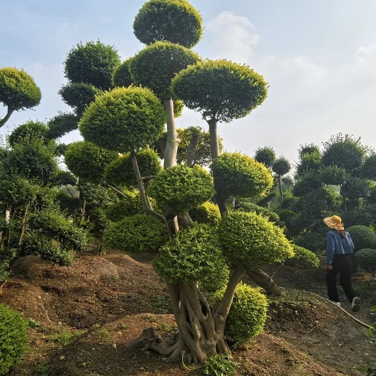 亮晶女貞杯苗容器苗球造型樹(shù)