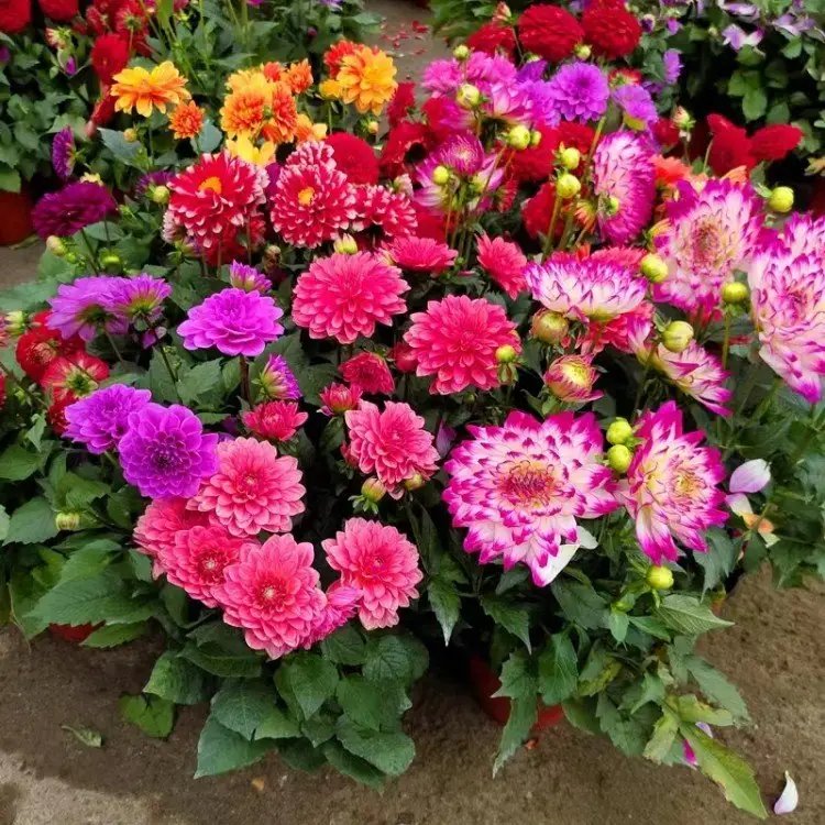 <a href='http://njszjj.com/caohuazhongzi/1642.html' target='_blank'>小麗花</a>杯苗容器苗