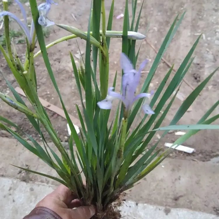<a href='http://njszjj.com/caobenzhiwu/3383.html' target='_blank'>馬蘭花</a>杯苗容器苗