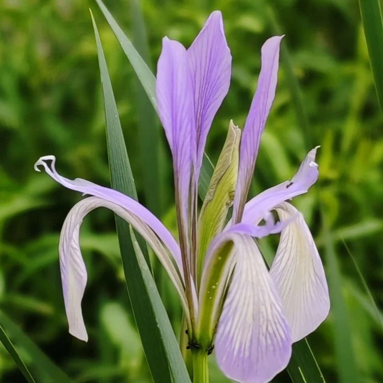 <a href='http://njszjj.com/caobenzhiwu/3383.html' target='_blank'>馬蘭花</a>杯苗容器苗