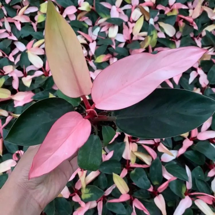 蔓<a href='http://njszjj.com/caohuazhongzi/1572.html' target='_blank'>錦葵</a>杯苗容器苗