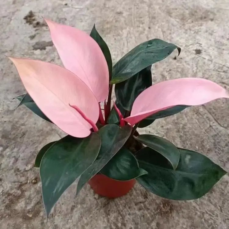 蔓<a href='http://njszjj.com/caohuazhongzi/1572.html' target='_blank'>錦葵</a>杯苗容器苗