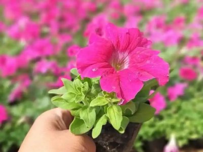 玫紅牽?；? />
								
								</a>
						</div>
                        <div   id=