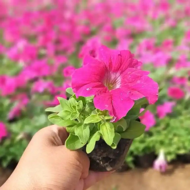 玫紅<a href='http://njszjj.com/caohuazhongzi/1613.html' target='_blank'>牽?；?/a>杯苗容器苗