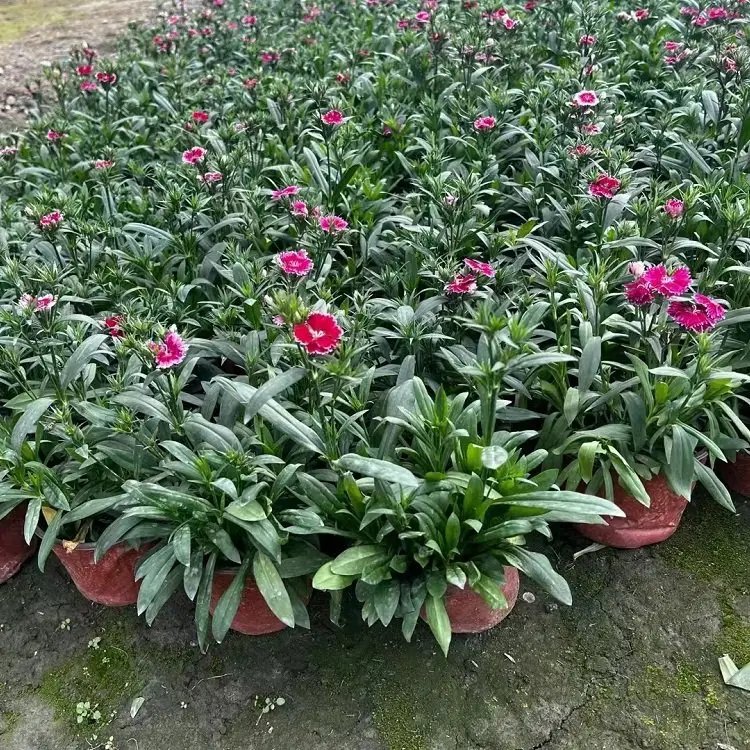 美國(guó)<a href='http://njszjj.com/caohuazhongzi/97045.html' target='_blank'>石竹</a>杯苗容器苗