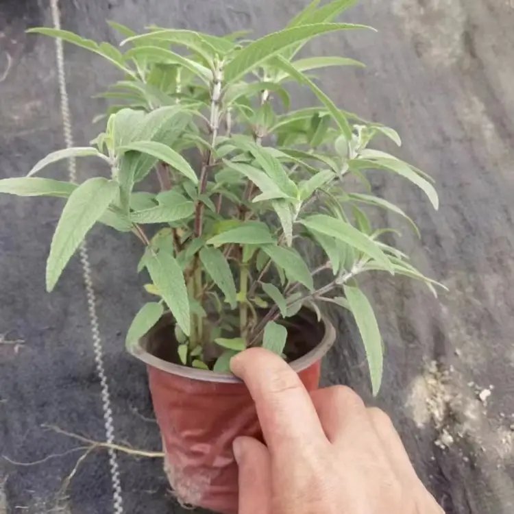 墨西哥<a href='http://njszjj.com/caohuazhongzi/1626.html' target='_blank'>鼠尾草</a>杯苗容器苗