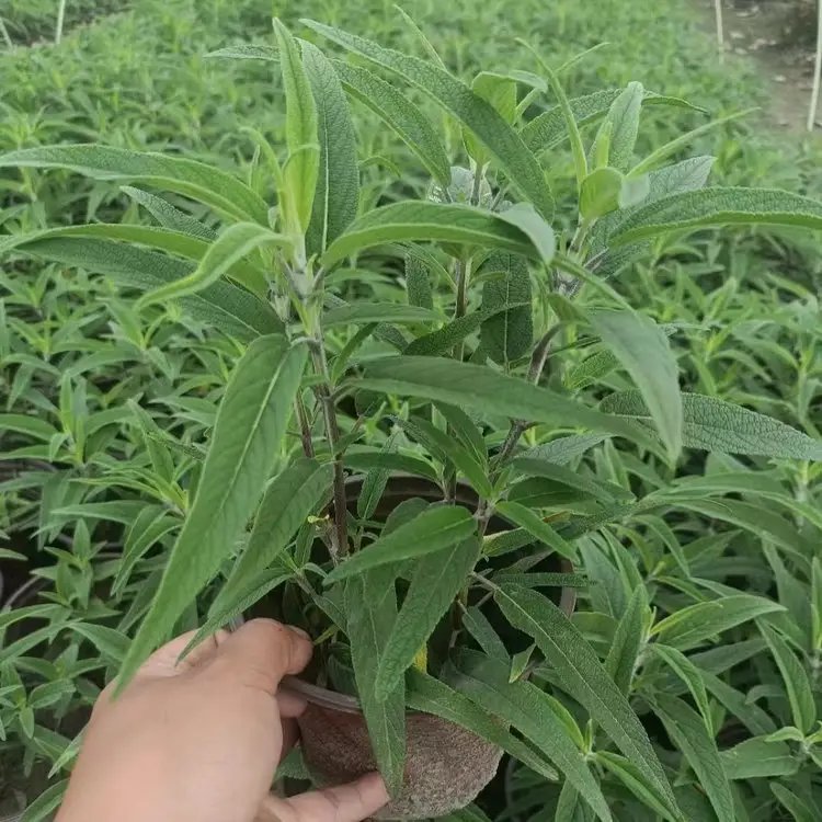 墨西哥<a href='http://njszjj.com/caohuazhongzi/1626.html' target='_blank'>鼠尾草</a>杯苗容器苗