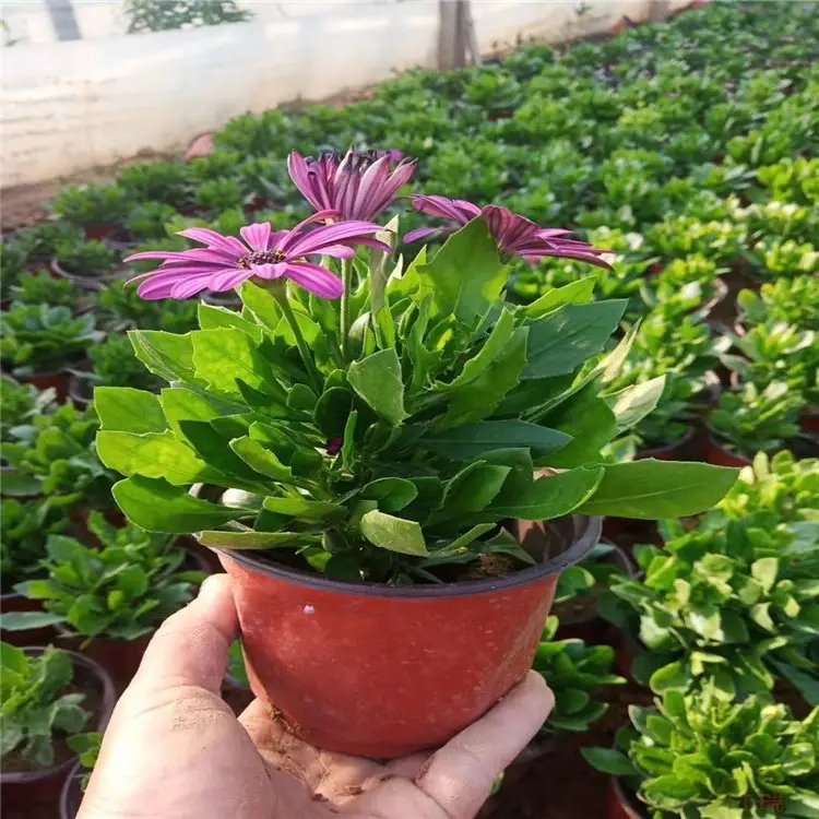 <a href='http://njszjj.com/caohuazhongzi/1604.html' target='_blank'>南非萬壽菊</a>杯苗容器苗