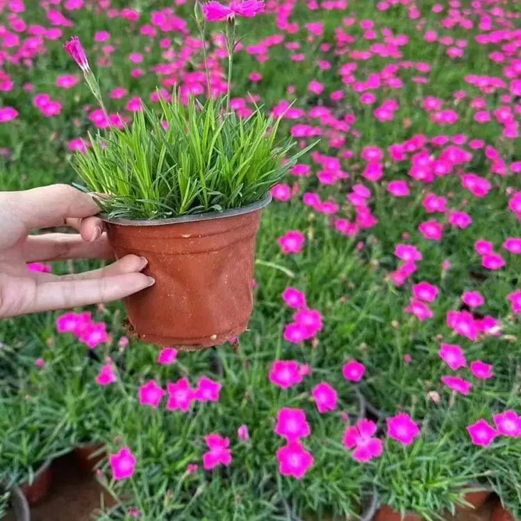 歐<a href='http://njszjj.com/caohuazhongzi/97045.html' target='_blank'>石竹</a>杯苗容器苗