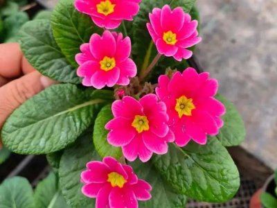 歐洲報(bào)春花
