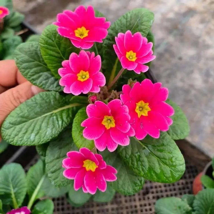 歐洲<a href='http://njszjj.com/caohuazhongzi/1024.html' target='_blank'>報(bào)春花</a>杯苗容器苗
