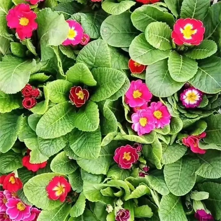 歐洲<a href='http://njszjj.com/caohuazhongzi/1024.html' target='_blank'>報(bào)春花</a>杯苗容器苗