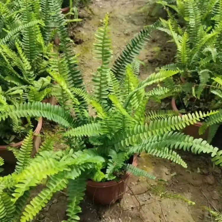 排骨草杯苗容器苗