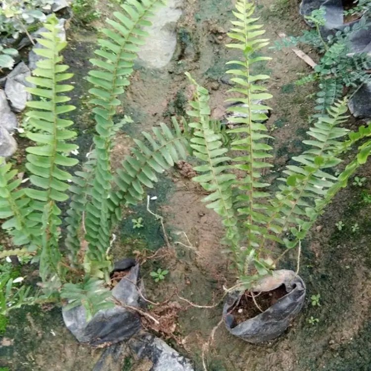 排骨草杯苗容器苗