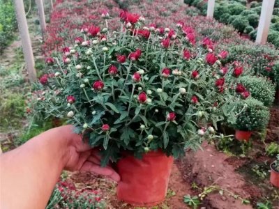 千頭菊
