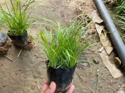 青綠苔草