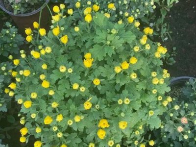 球菊