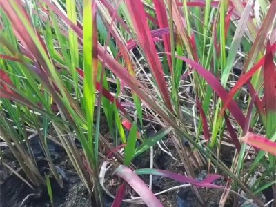 日本血草