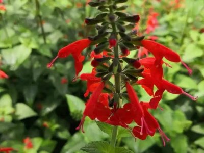 紅花鼠尾草