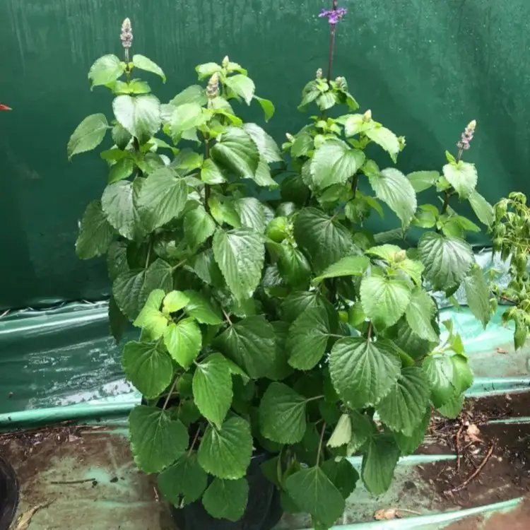 薩利<a href='http://njszjj.com/caohuazhongzi/1044.html' target='_blank'>芳香鼠尾草</a>杯苗容器苗