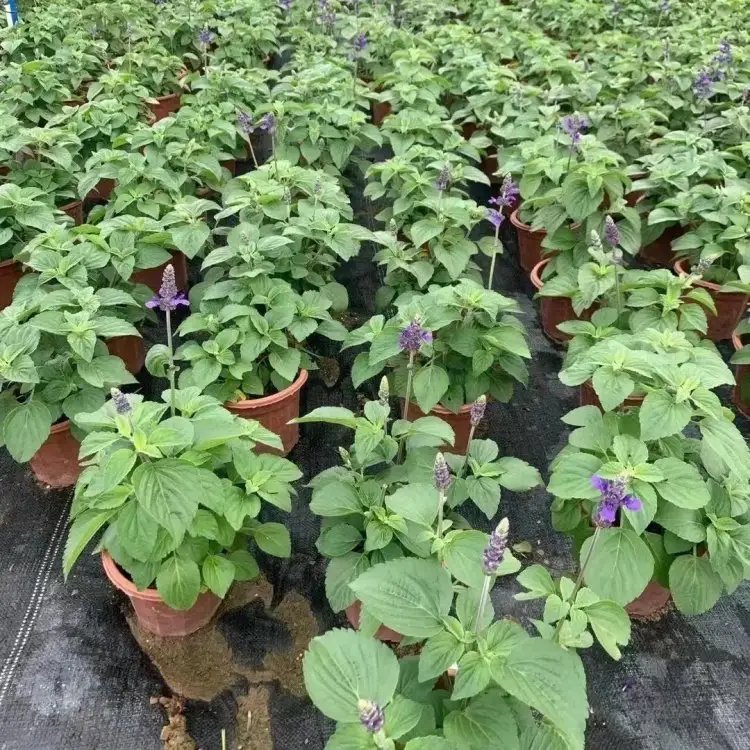 薩利<a href='http://njszjj.com/caohuazhongzi/1044.html' target='_blank'>芳香鼠尾草</a>杯苗容器苗