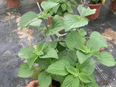 薩利芳香鼠尾草