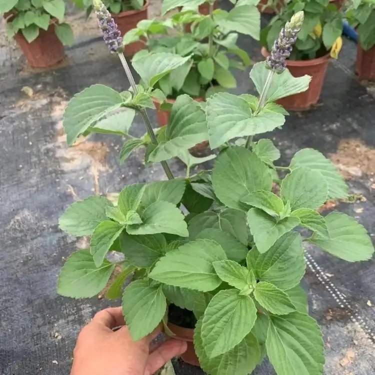 薩利芳香<a href='http://njszjj.com/caohuazhongzi/1626.html' target='_blank'>鼠尾草</a>杯苗容器苗