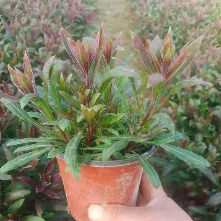 <a href='http://njszjj.com/guoshuzhongzi/2185.html' target='_blank'>山桃</a>草杯苗容器苗