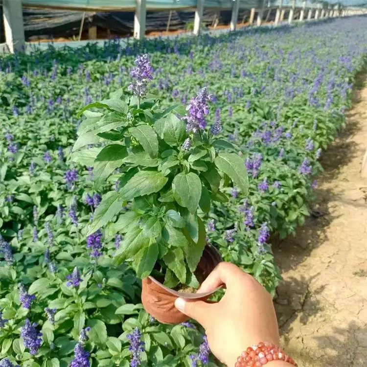 <a href='http://njszjj.com/caohuazhongzi/1626.html' target='_blank'>鼠尾草</a>杯苗容器苗