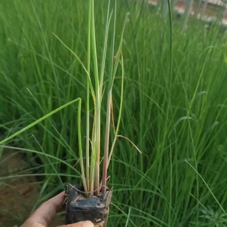<a href='http://njszjj.com/shuishengshuicao/3432.html' target='_blank'>水蔥</a>杯苗容器苗