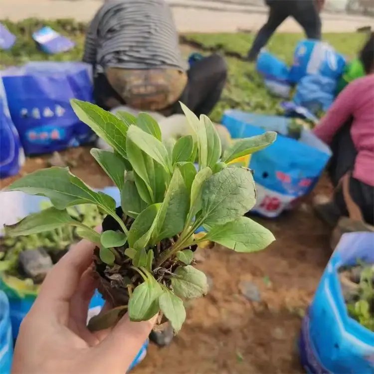 <a href='http://njszjj.com/caohuazhongzi/16047.html' target='_blank'>松果菊</a>杯苗容器苗