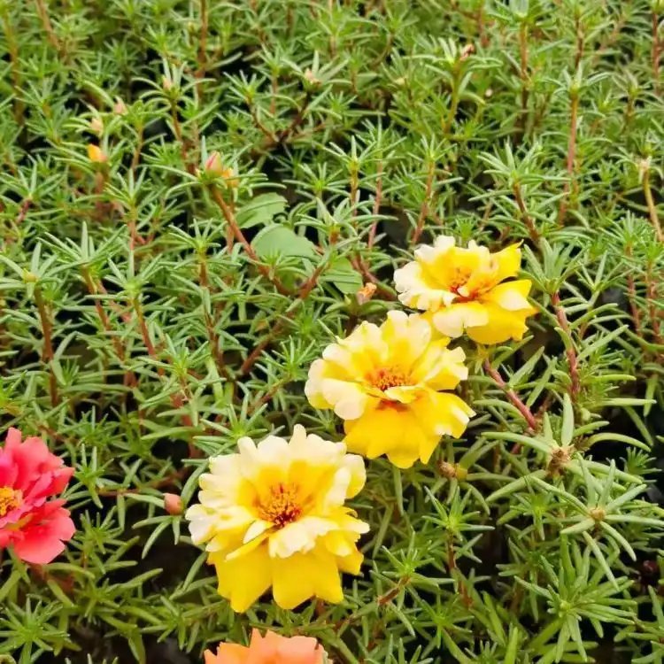太陽花杯苗容器苗