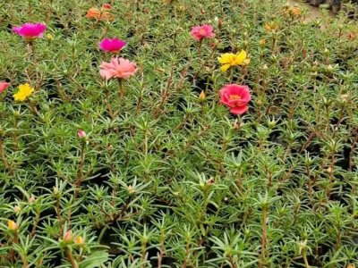 太陽花