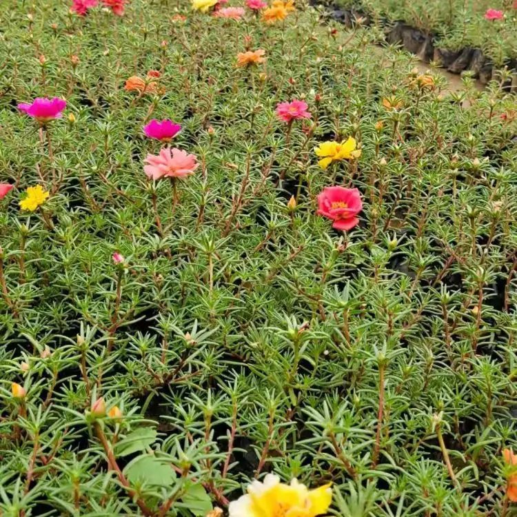 <a href='http://njszjj.com/caohuazhongzi/16045.html' target='_blank'>太陽花</a>杯苗容器苗