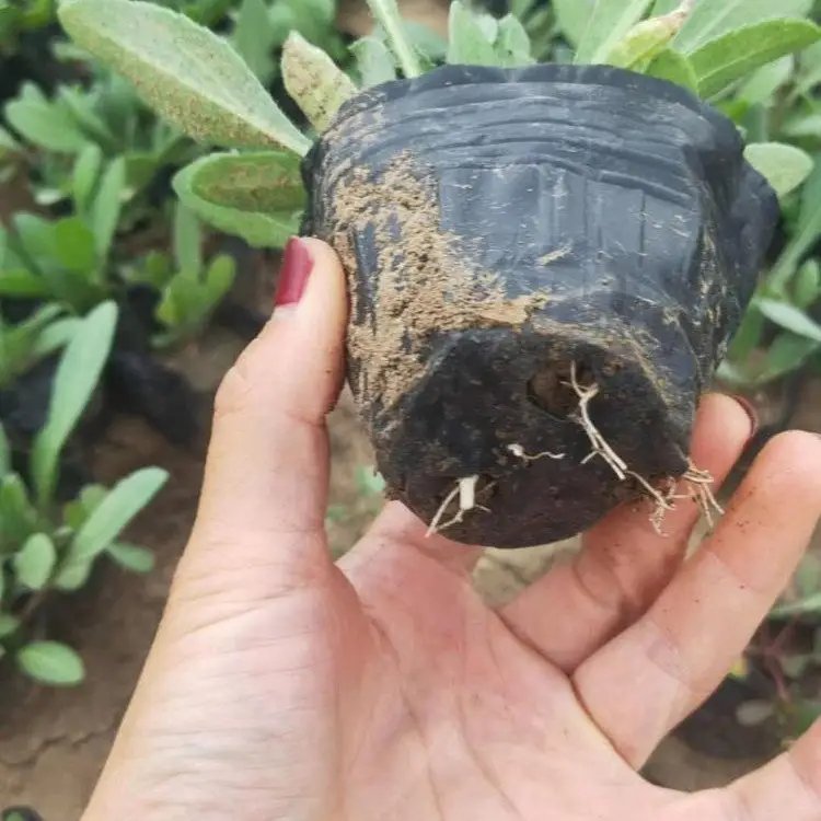 天人菊杯苗容器苗小苗