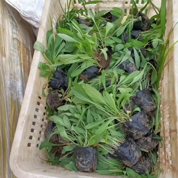 天人菊杯苗容器苗小苗