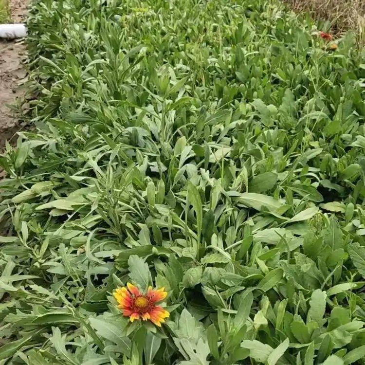 天人菊杯苗容器苗小苗