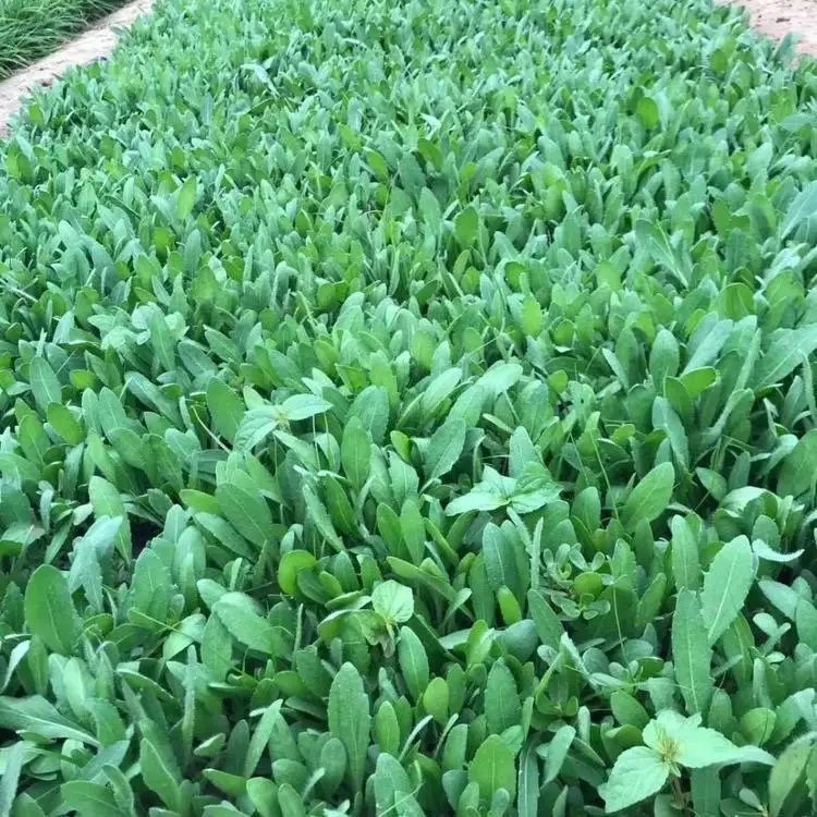 天人菊杯苗容器苗小苗