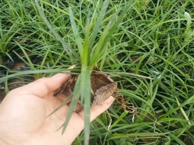 沿階草