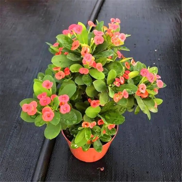 鐵<a href='http://njszjj.com/linmuzhongzi/1766.html' target='_blank'>海棠</a>杯苗容器苗