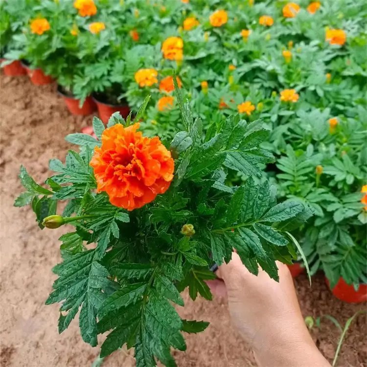 <a href='http://njszjj.com/caohuazhongzi/1631.html' target='_blank'>萬壽菊</a>杯苗容器苗