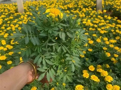 萬壽菊