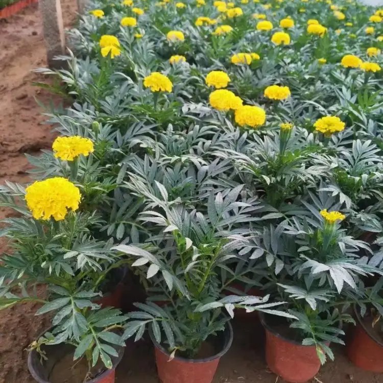 萬壽菊杯苗容器苗