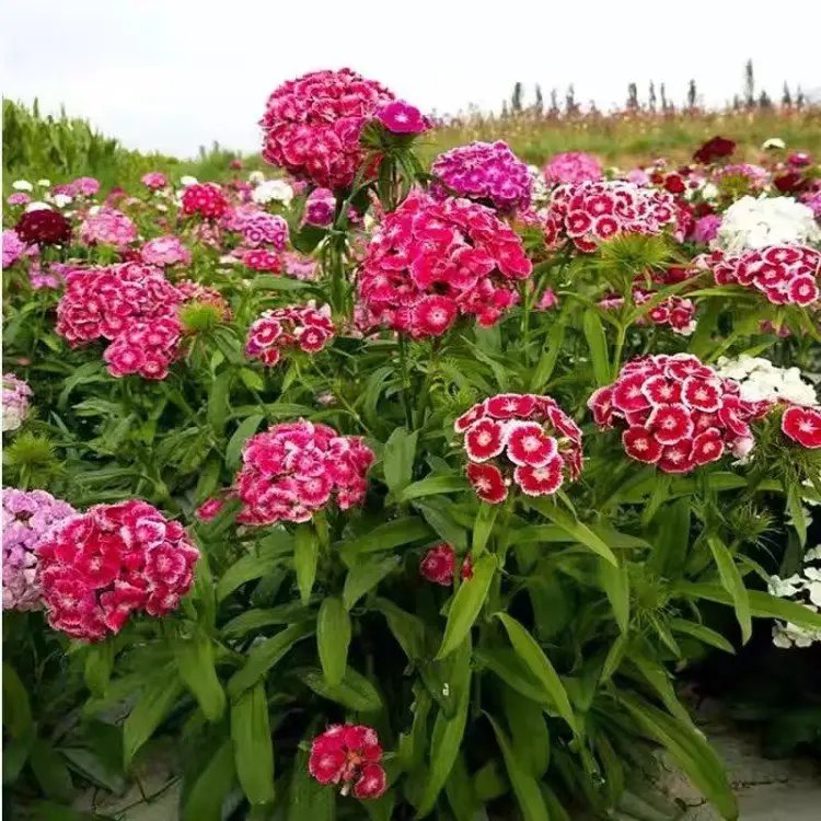 <a href='http://njszjj.com/caohuazhongzi/1632.html' target='_blank'>五彩石竹</a>杯苗容器苗