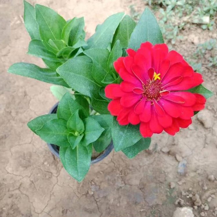 <a href='http://njszjj.com/caohuazhongzi/1020.html' target='_blank'>百日草</a>容器苗 來自綠寶園林