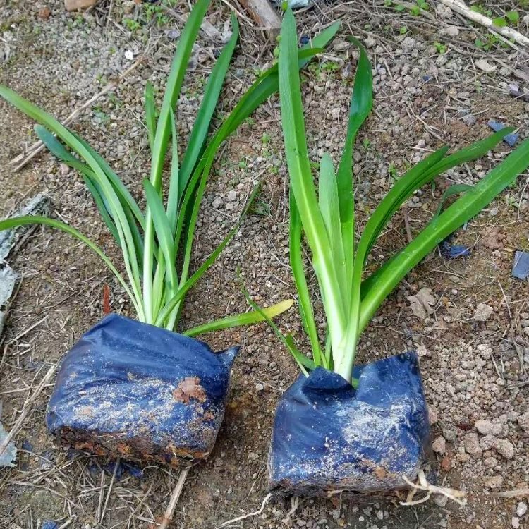 百子蓮容器苗 來自綠寶園林