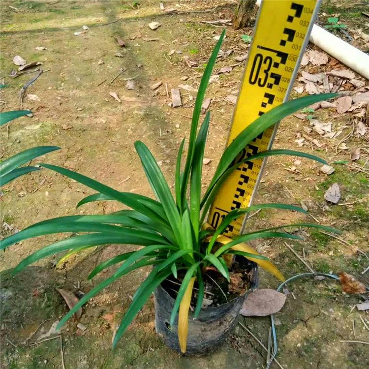 百子蓮容器苗 來自綠寶園林